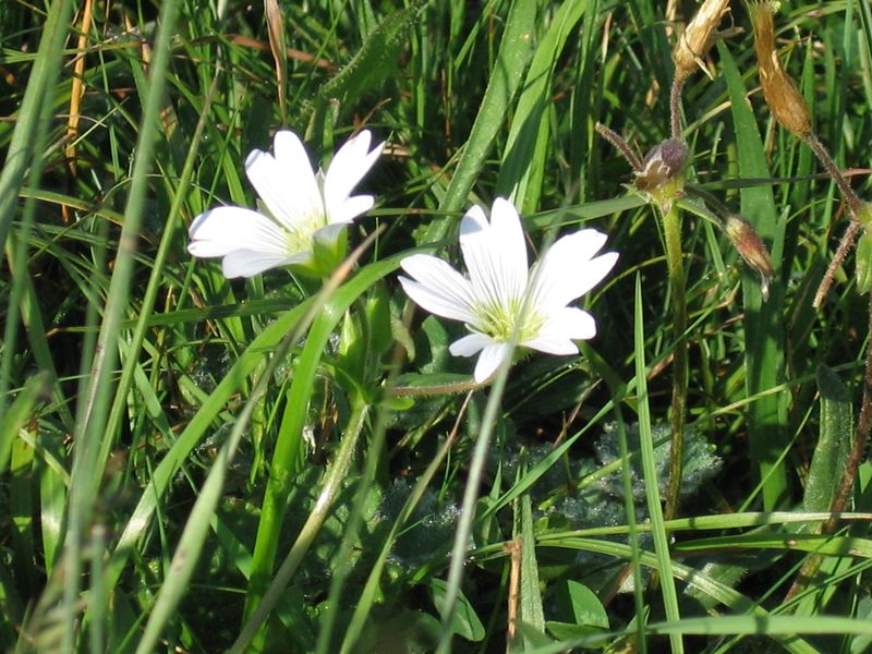 Image of genus Cerastium specimen.