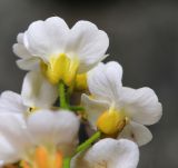 Draba cardaminiflora