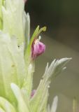 Castilleja pallida. Цветок. Алтай, Кош-Агачский р-н, Курайская степь, окр. р. Тыдтугем, луг. 16 июня 2022 г.