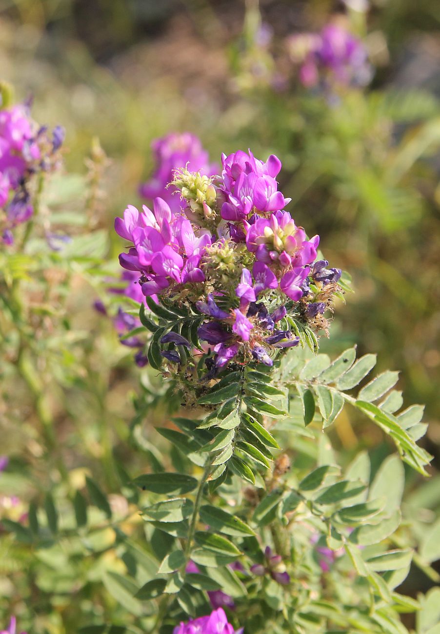 Изображение особи Astragalus davuricus.