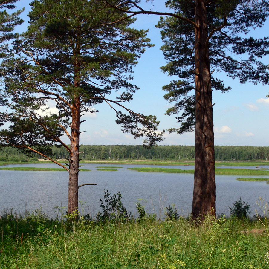 Изображение особи Pinus sylvestris.