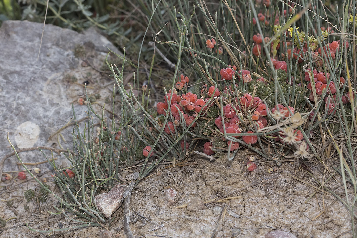 Image of Ephedra distachya specimen.