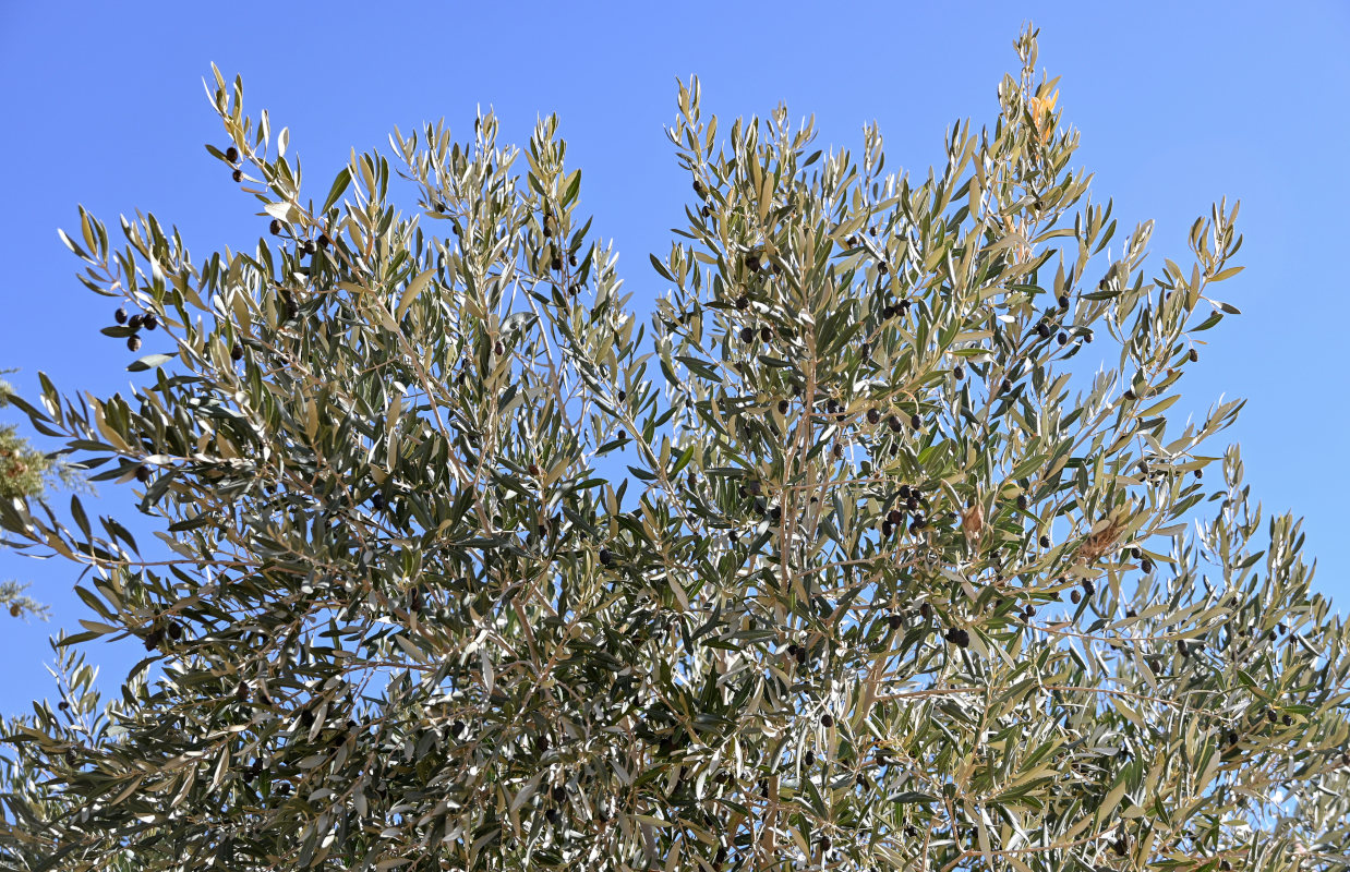 Image of Olea europaea specimen.