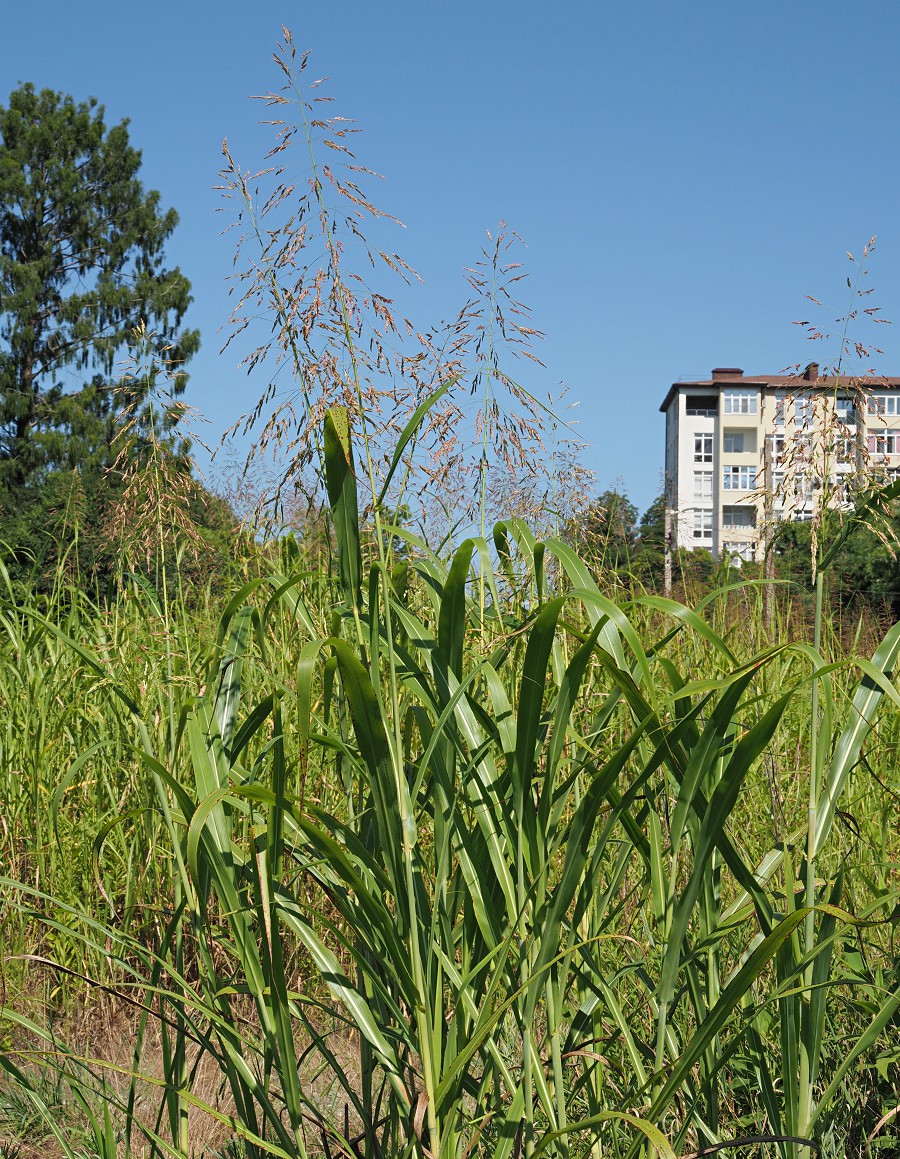 Image of Sorghum halepense specimen.