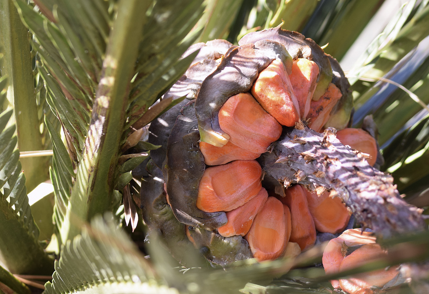 Image of Macrozamia moorei specimen.