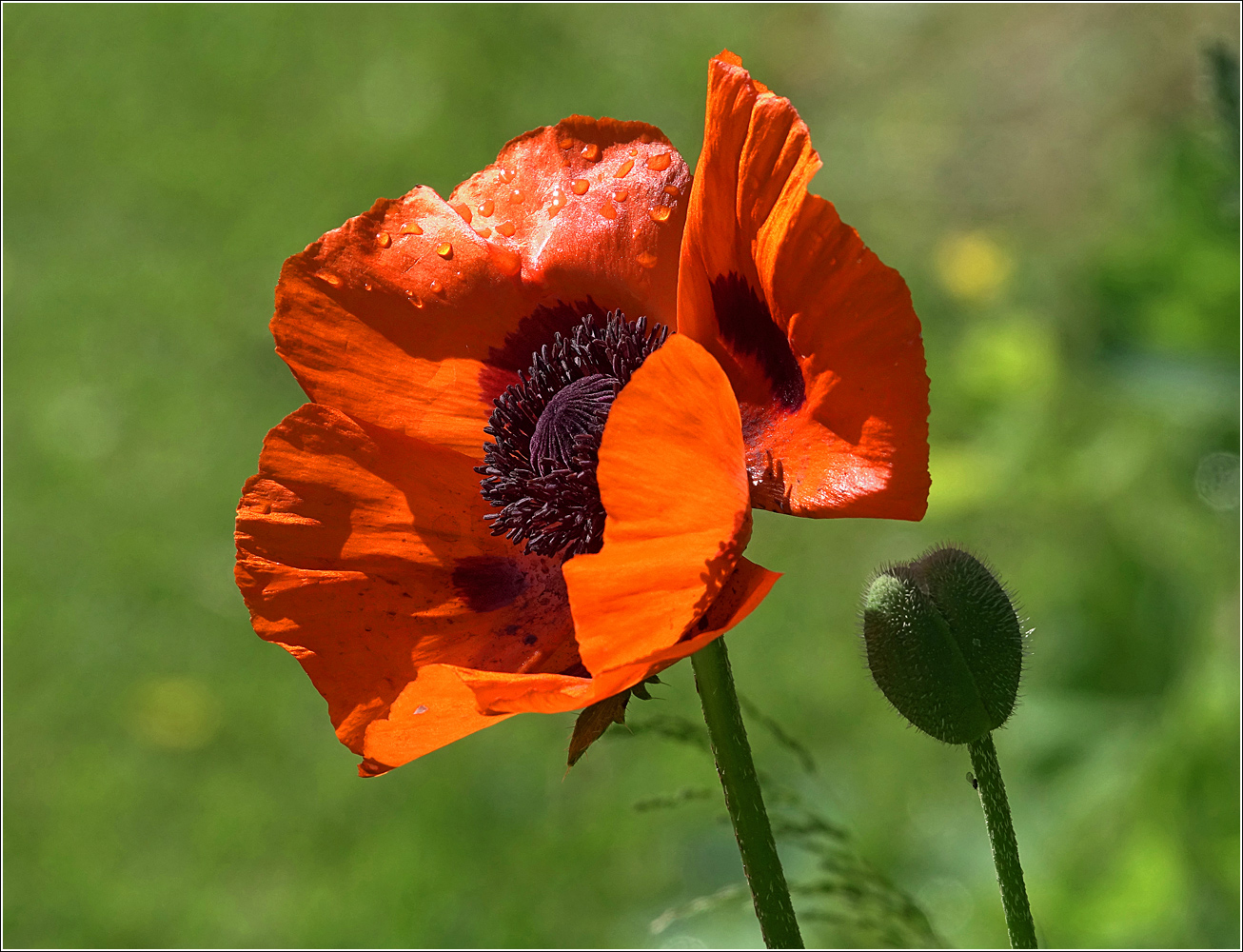 Image of Papaver setiferum specimen.