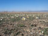 Tulipa salsola. Аспект цветущих растений. Казахстан, Сев. Тянь-Шань, плато Сюгаты, глинистый участок нагорной пустыни. 2 апреля 2023 г.