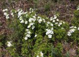 Rosa spinosissima. Цветущие растения (Rosa gracilipes Chrshan.). Приморский край, Уссурийский ГО, окр. с. Николо-Львовское, в зарослях Armeniaca sibirica. 13.05.2023.