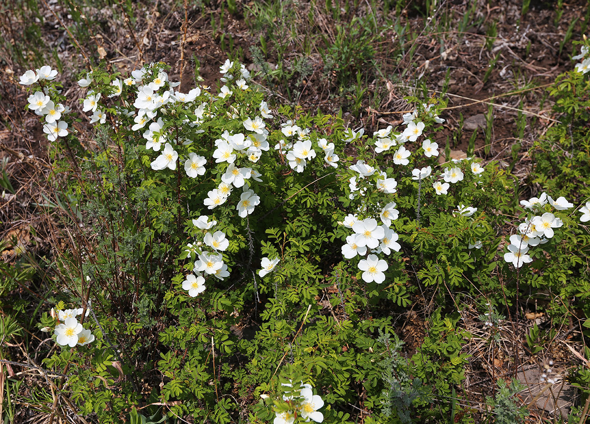 Image of Rosa spinosissima specimen.