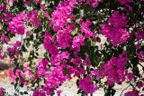 Bougainvillea glabra. Верхушки ветвей с соцветиями. Египет, мухафаза Асуан, г. Асуан, в культуре. 03.05.2023.