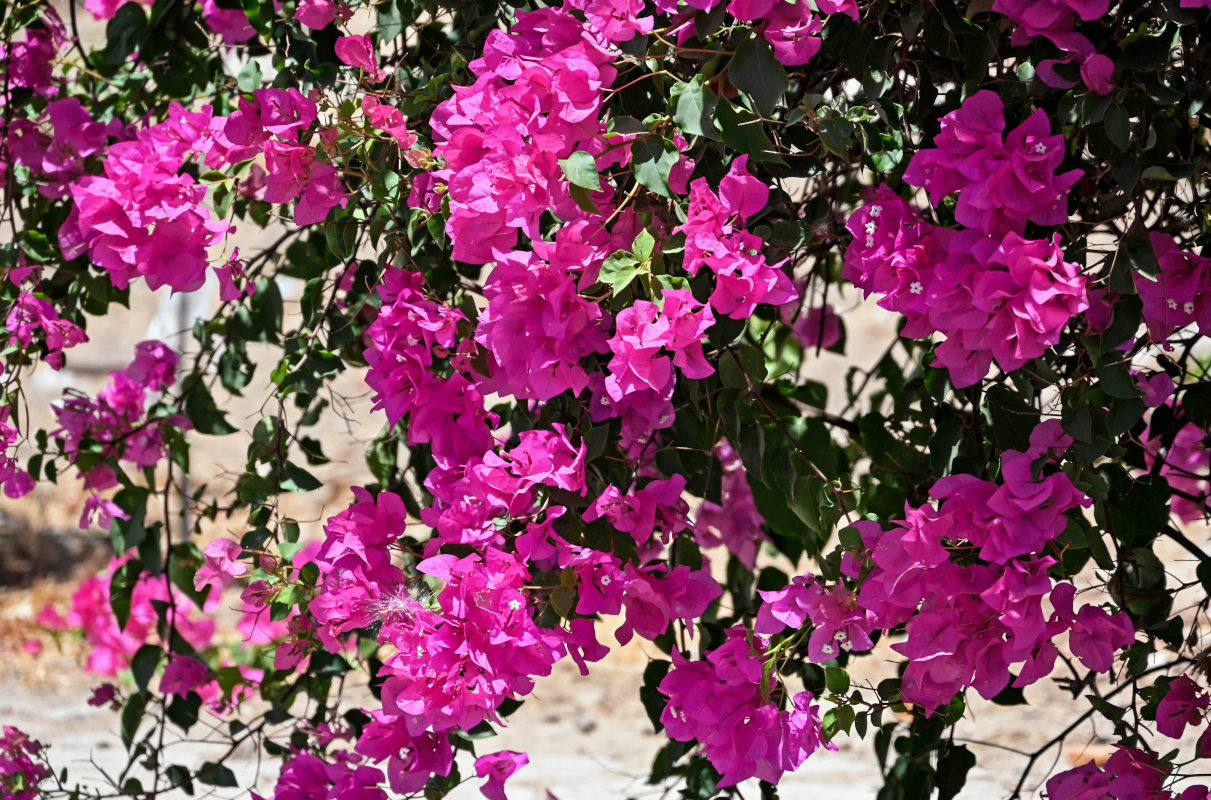 Изображение особи Bougainvillea glabra.