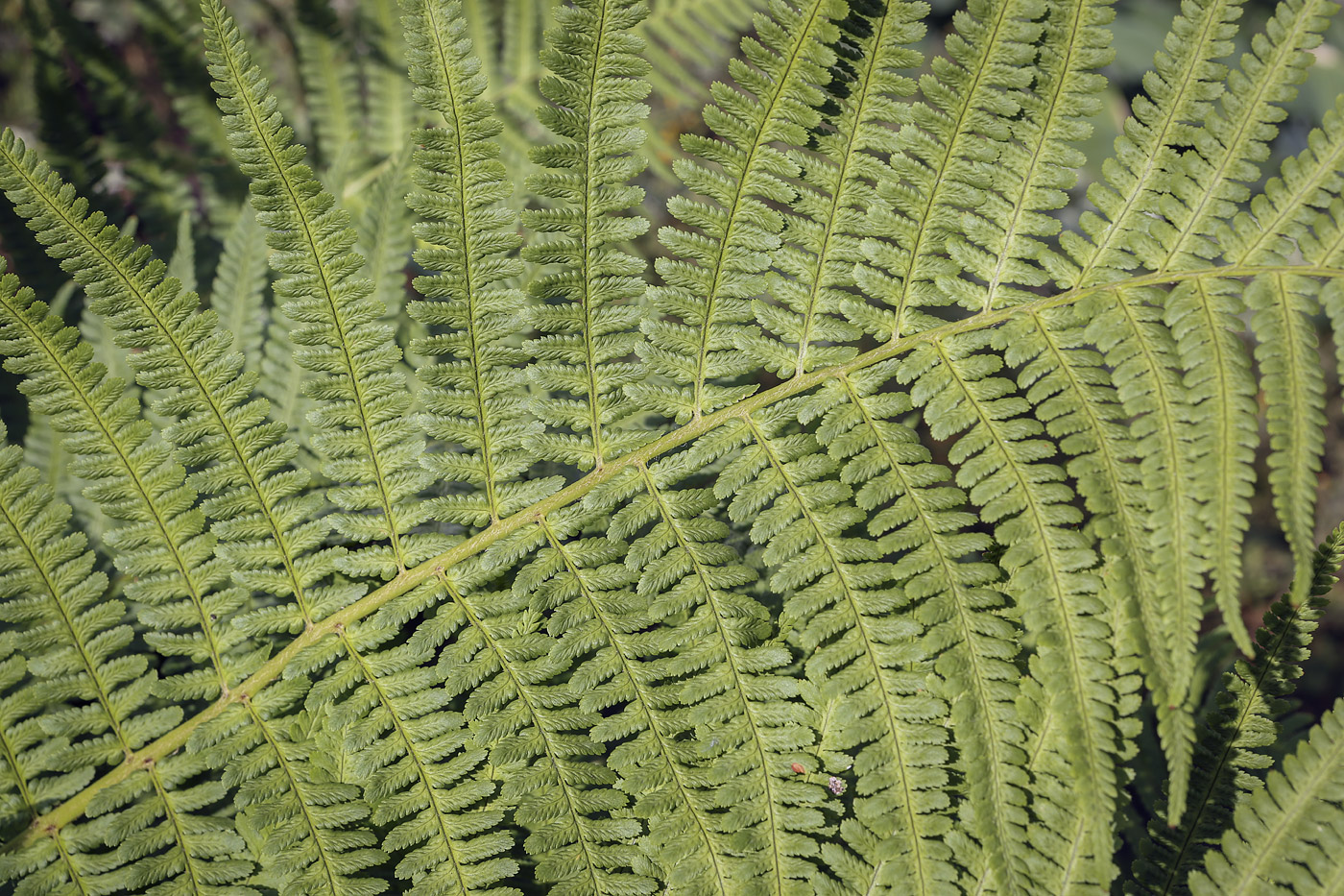 Image of Dryopteris filix-mas specimen.