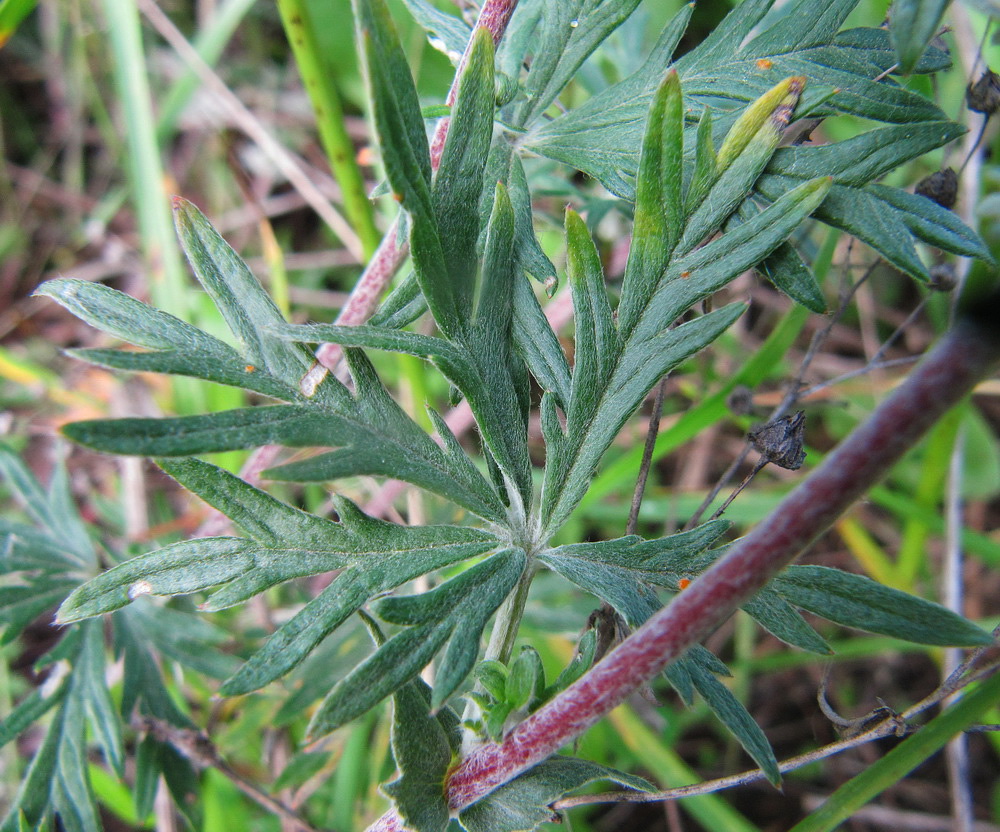 Image of Potentilla argentea specimen.