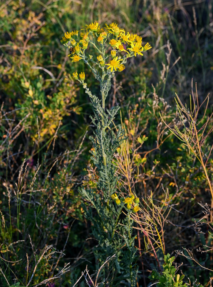 Image of Senecio jacobaea specimen.