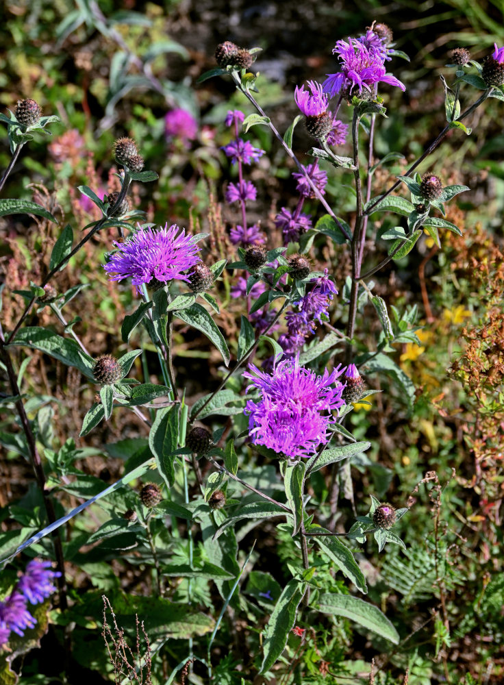 Image of Centaurea abbreviata specimen.