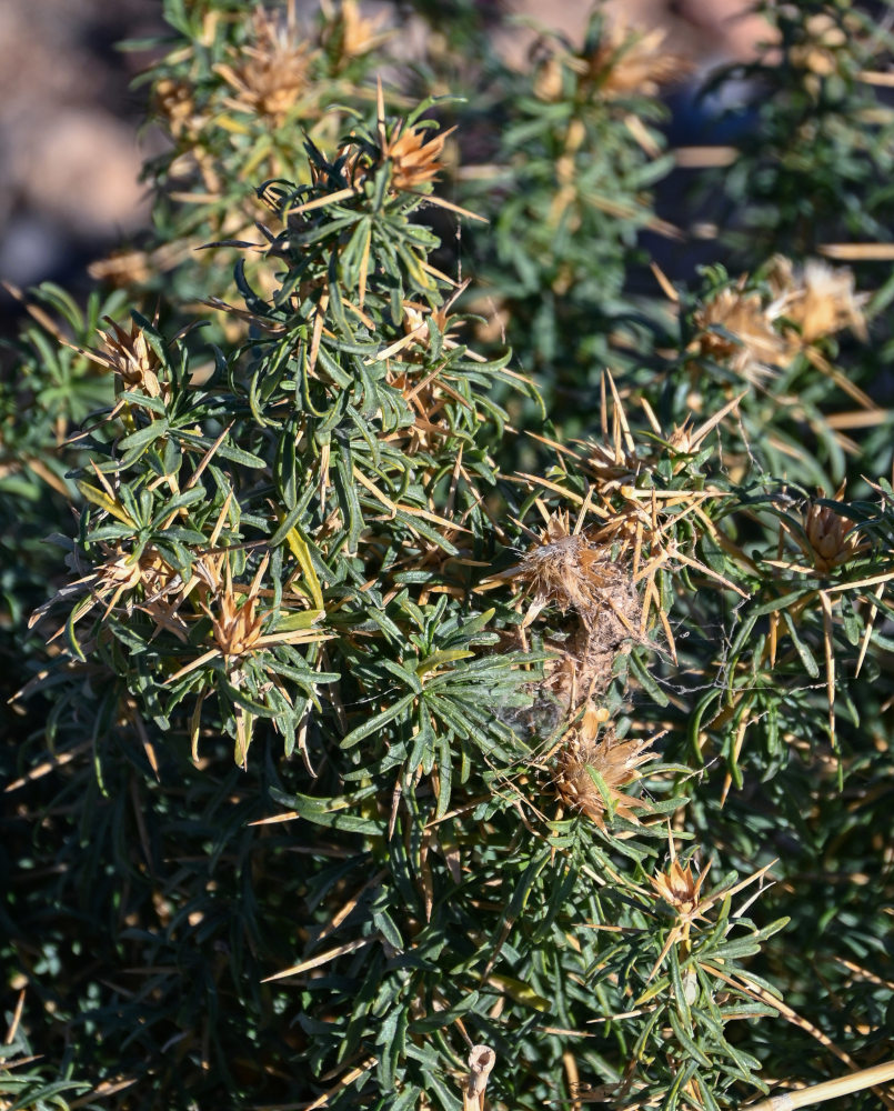 Image of Carthamus fruticosus specimen.