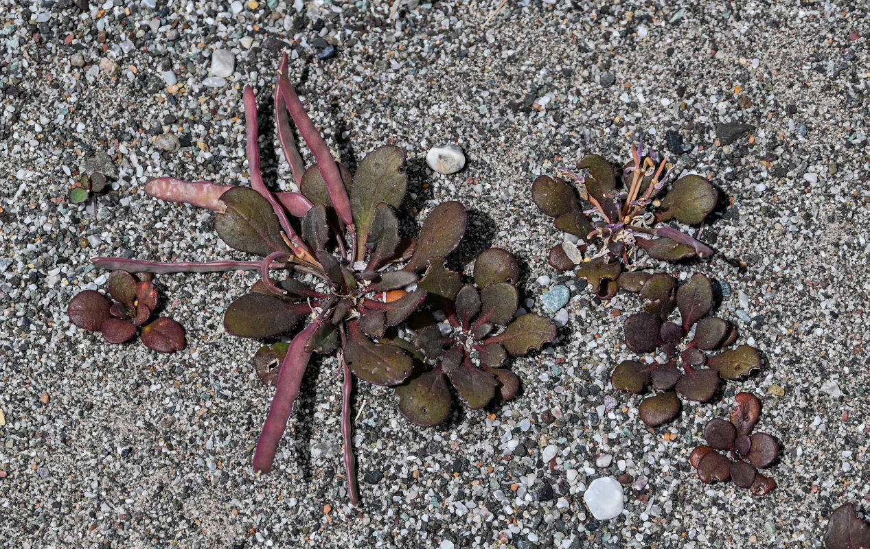 Image of genus Leiospora specimen.