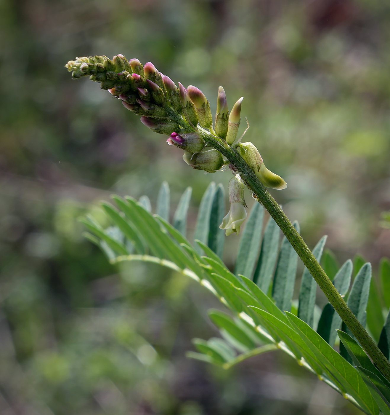 Image of Astragalus falcatus specimen.