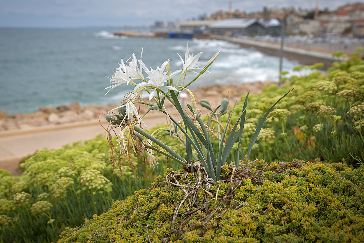 Изображение особи Pancratium maritimum.