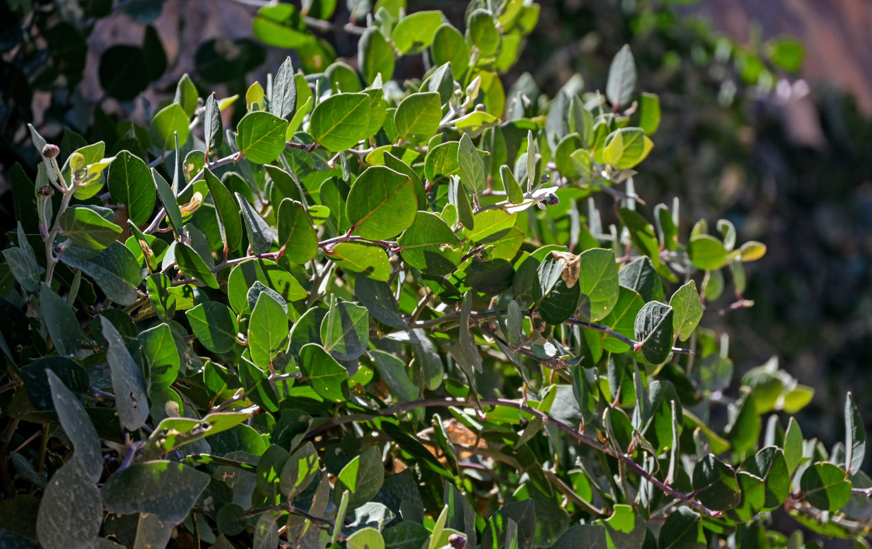 Изображение особи Capparis spinosa.