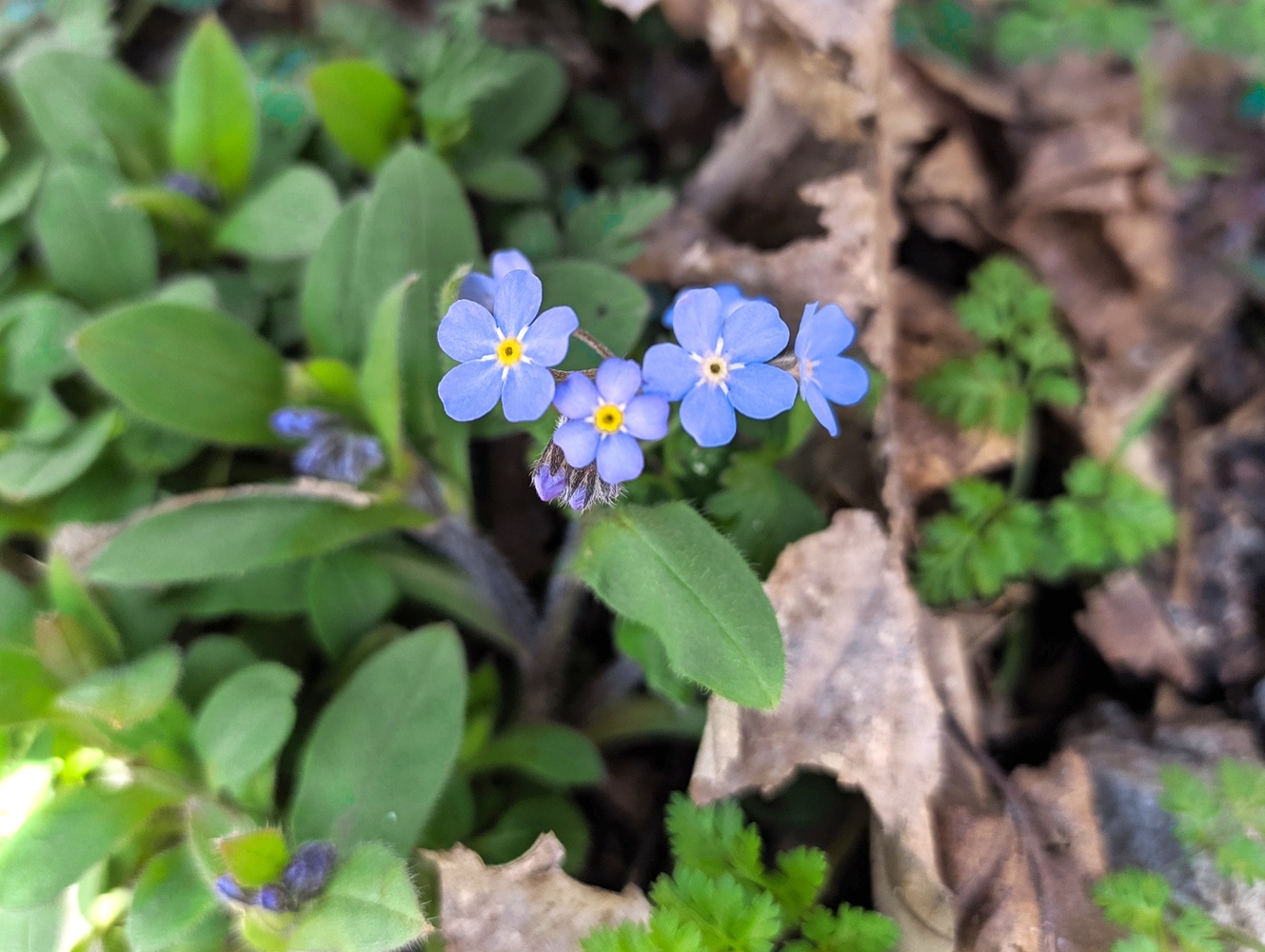 Image of Myosotis amoena specimen.