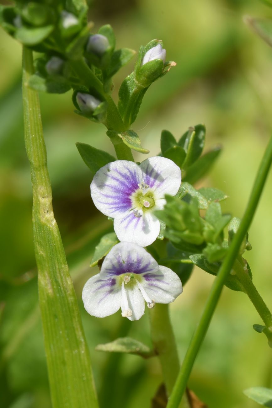 Изображение особи Veronica serpyllifolia.