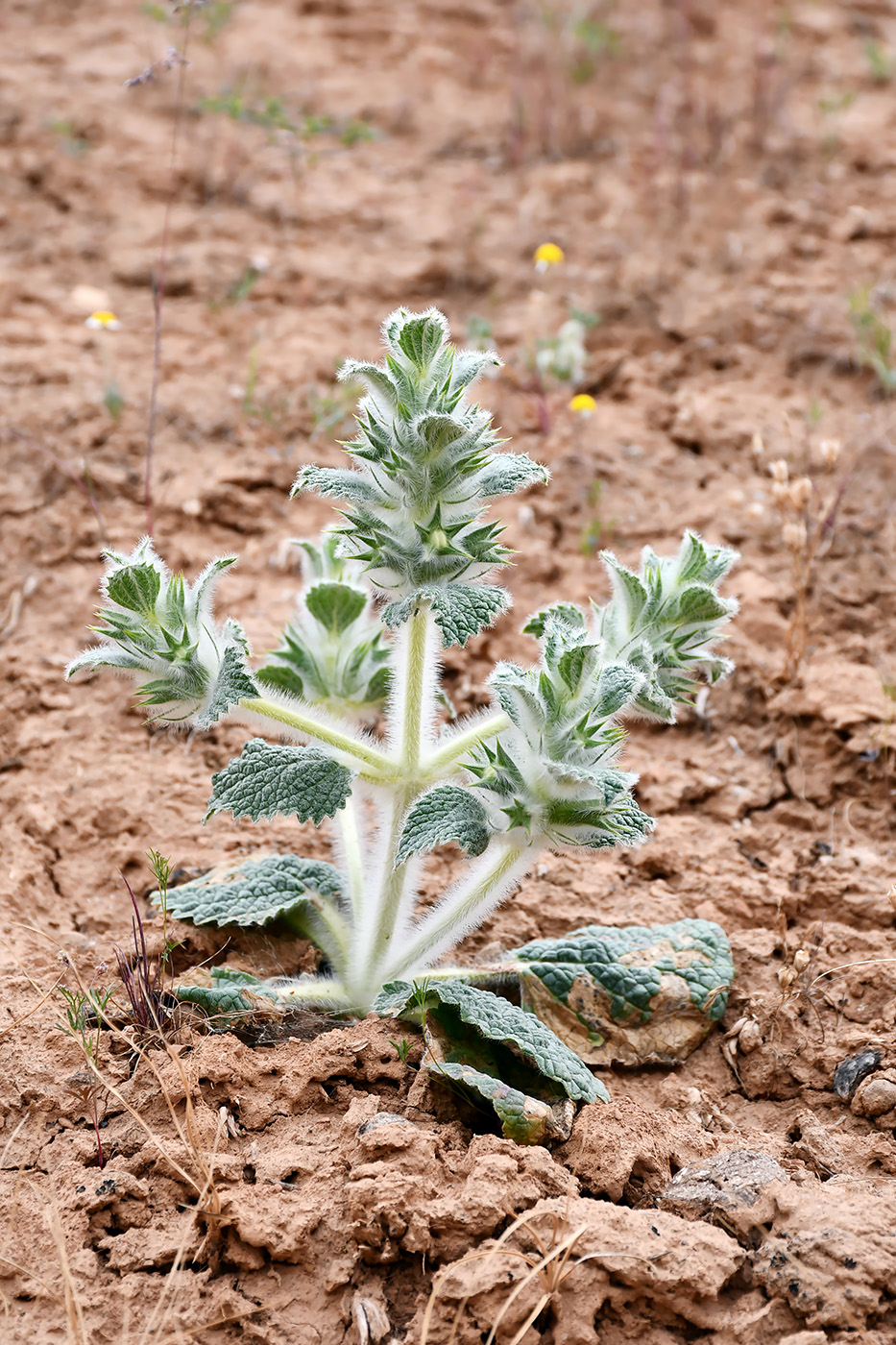 Image of Paraeremostachys sogdiana specimen.