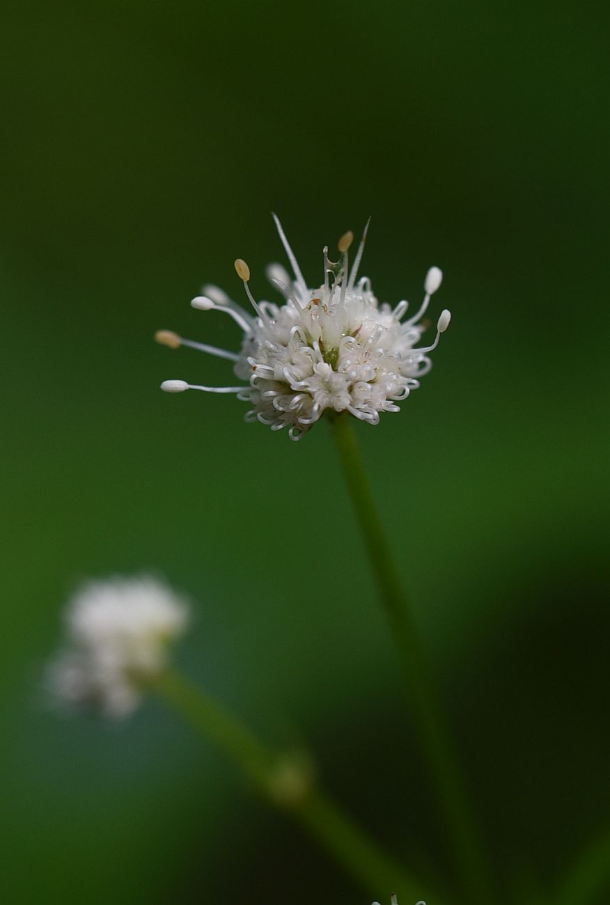 Image of Sanicula europaea specimen.