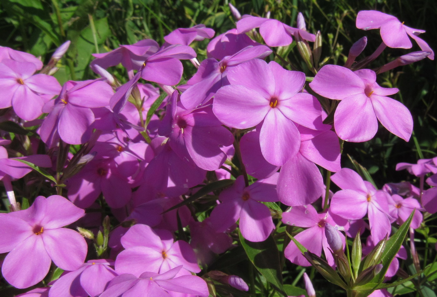 Image of Phlox glaberrima specimen.