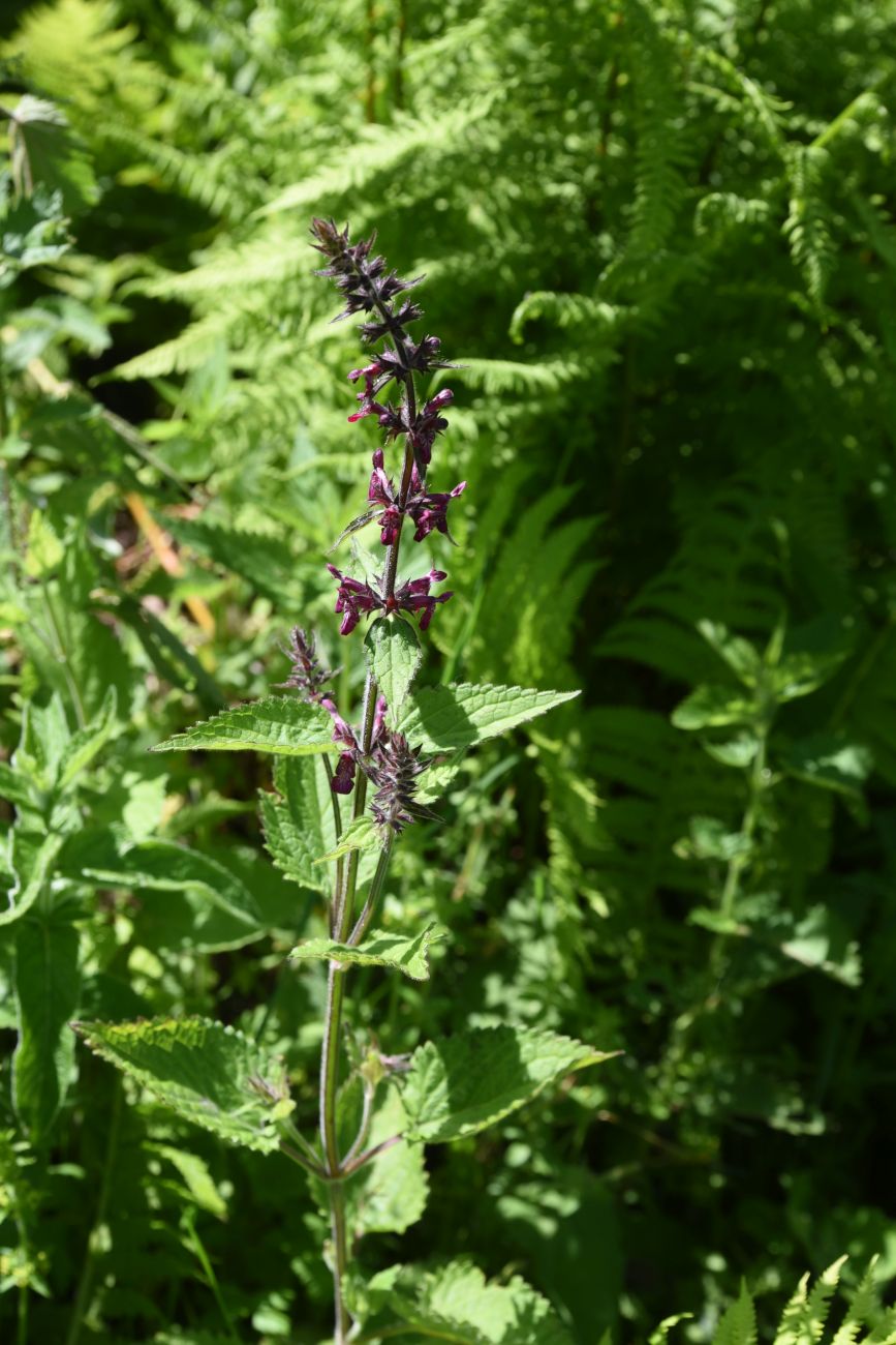 Image of Stachys sylvatica specimen.