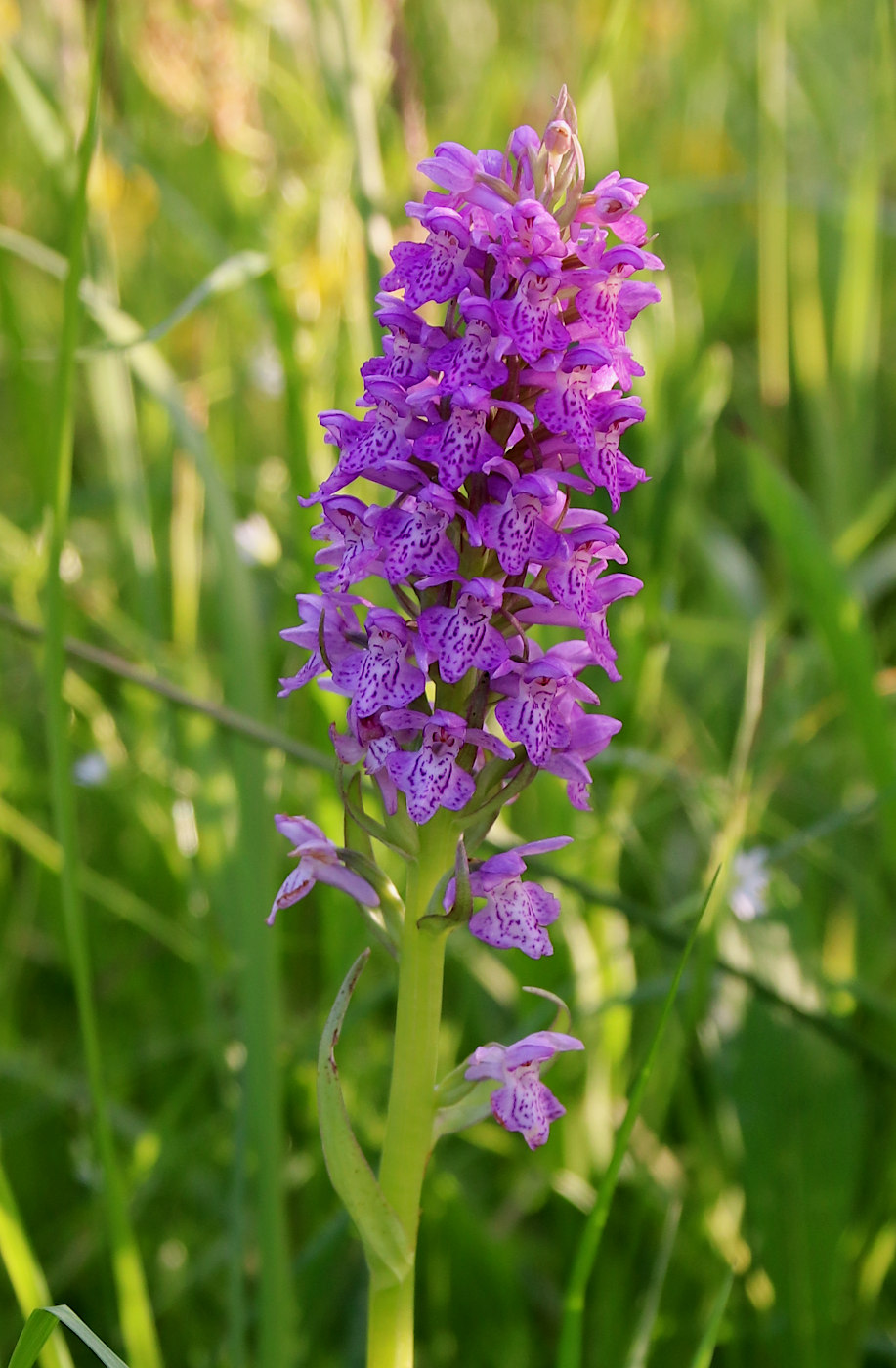 Изображение особи Dactylorhiza baltica.