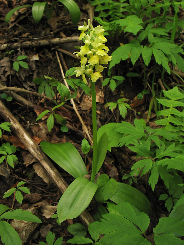 Image of Orchis pallens specimen.