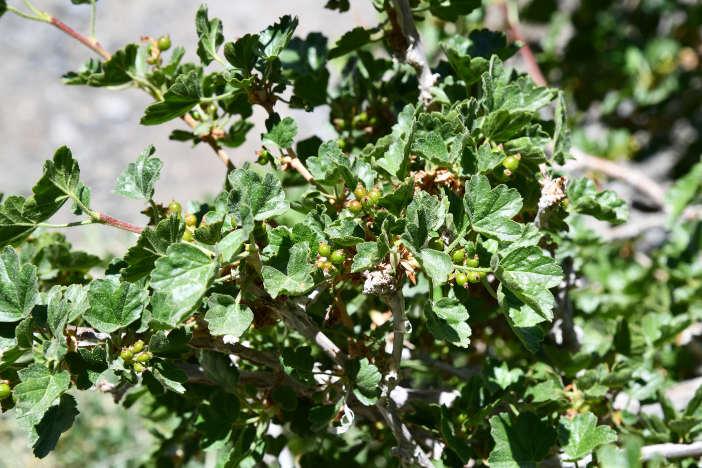 Image of Ribes villosum specimen.