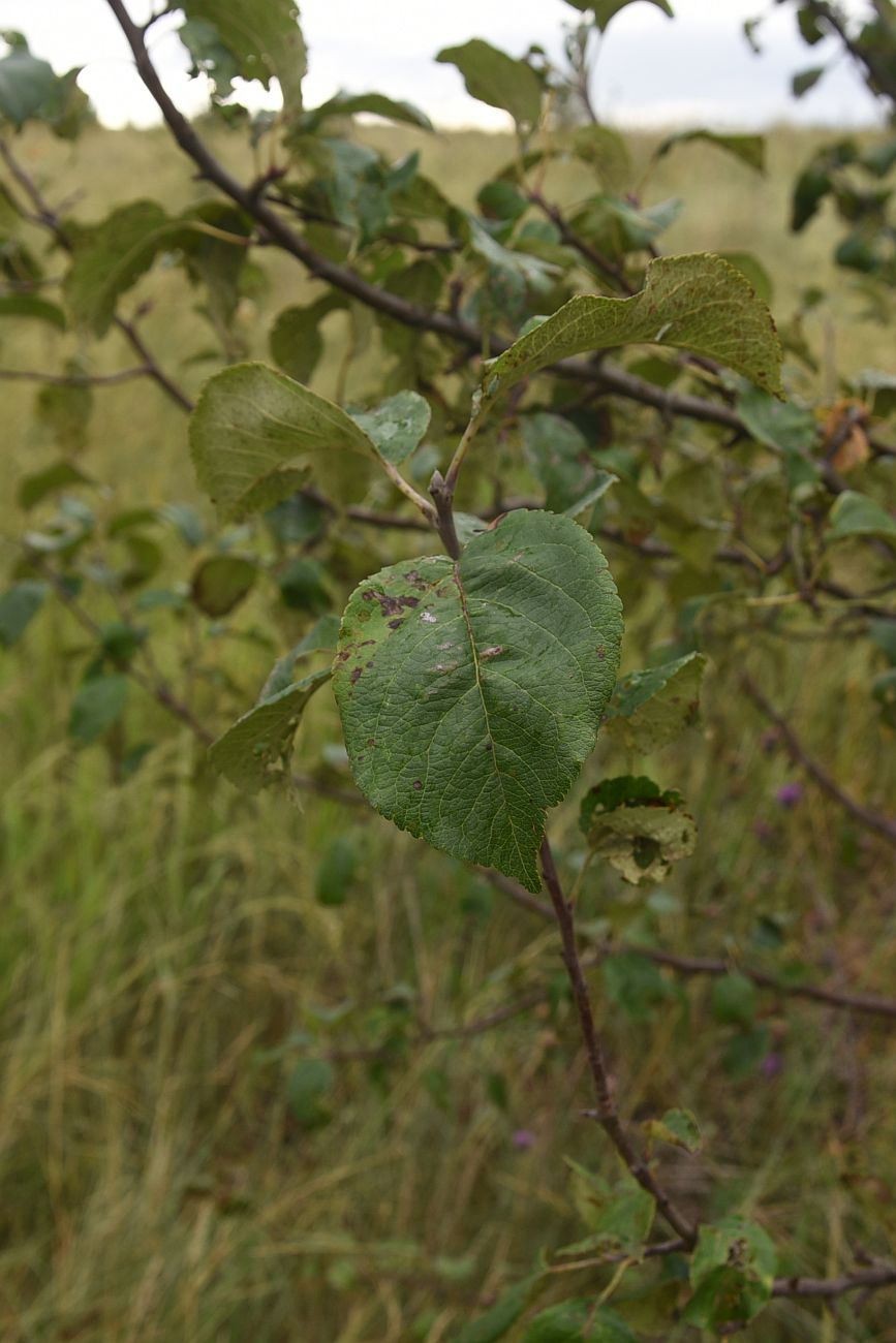 Изображение особи род Malus.