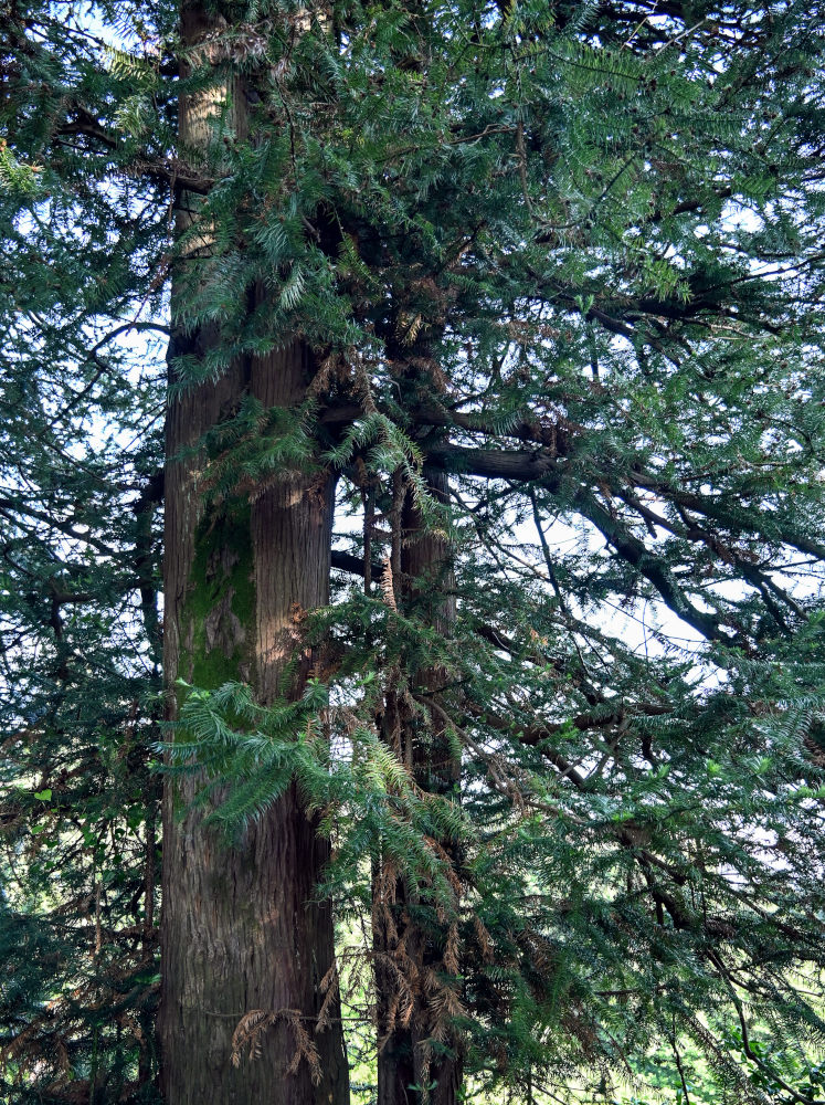 Image of Cunninghamia lanceolata specimen.