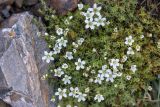 Minuartia imbricata