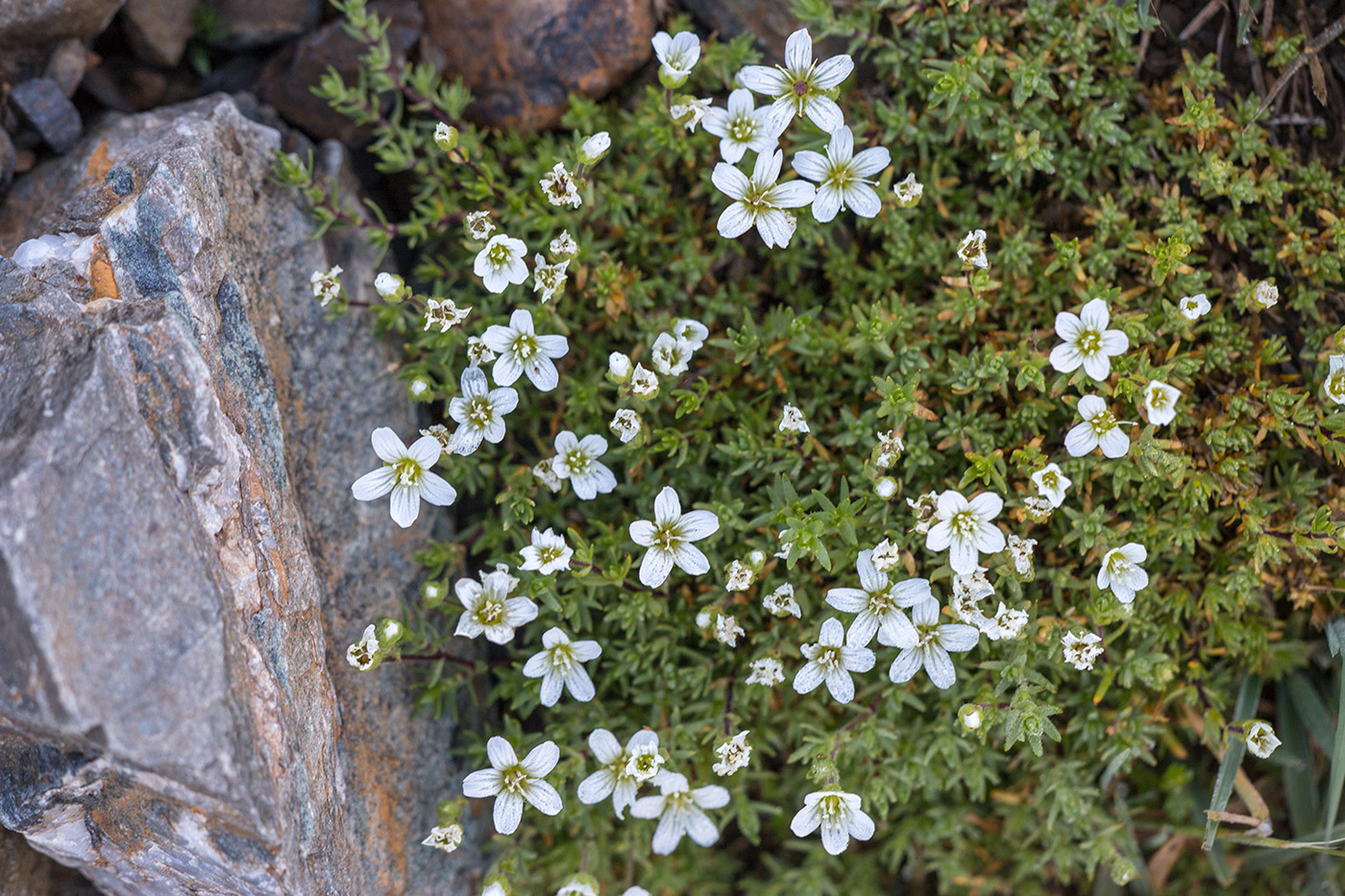 Image of Minuartia imbricata specimen.