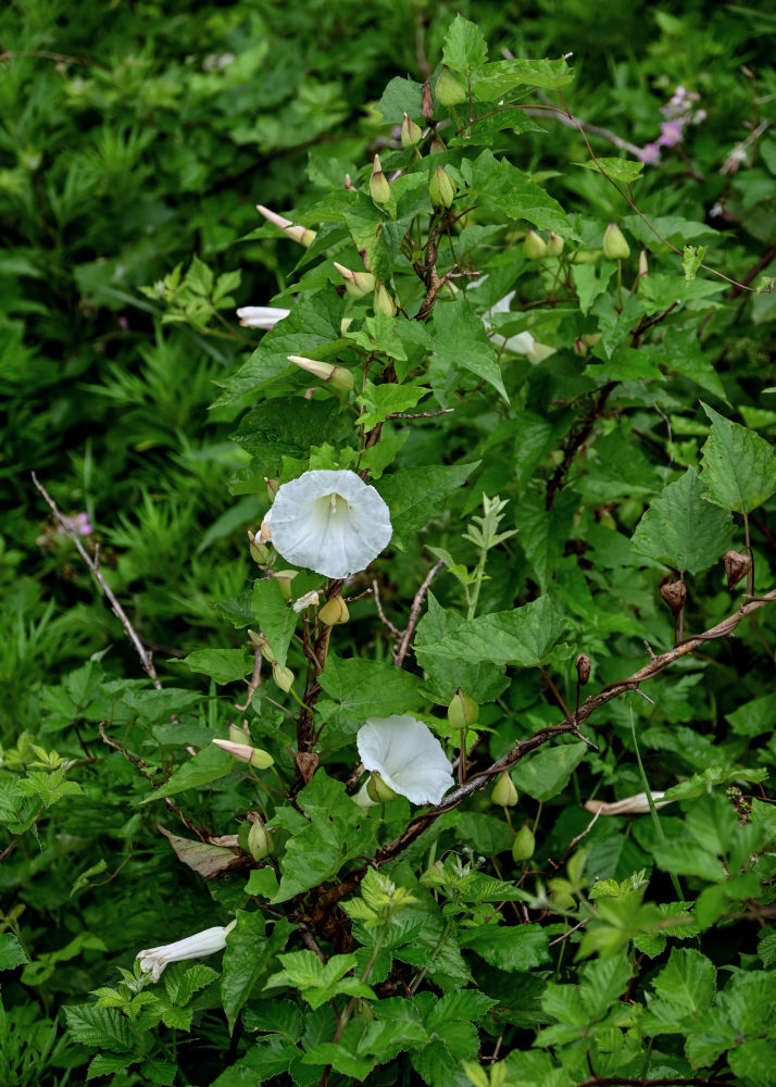 Image of Calystegia silvatica specimen.