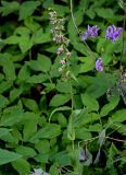 Epipactis helleborine