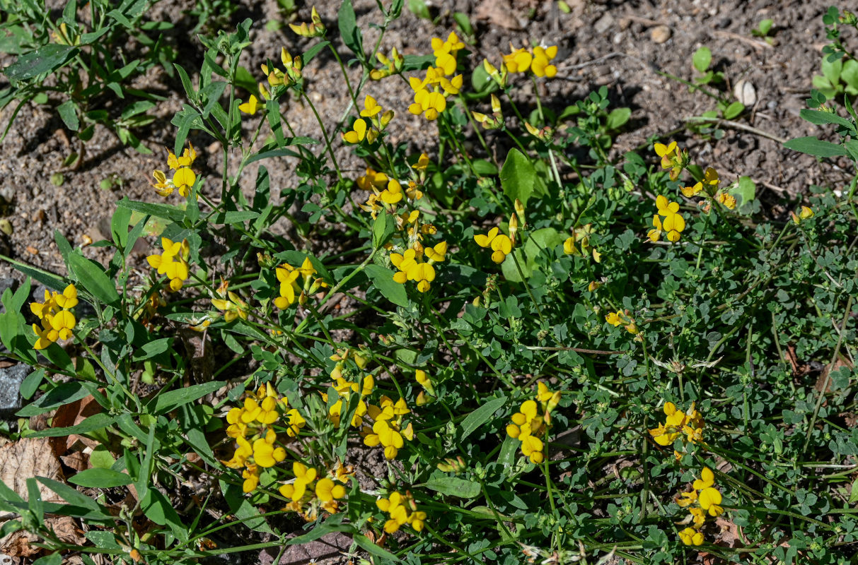 Изображение особи Lotus corniculatus.