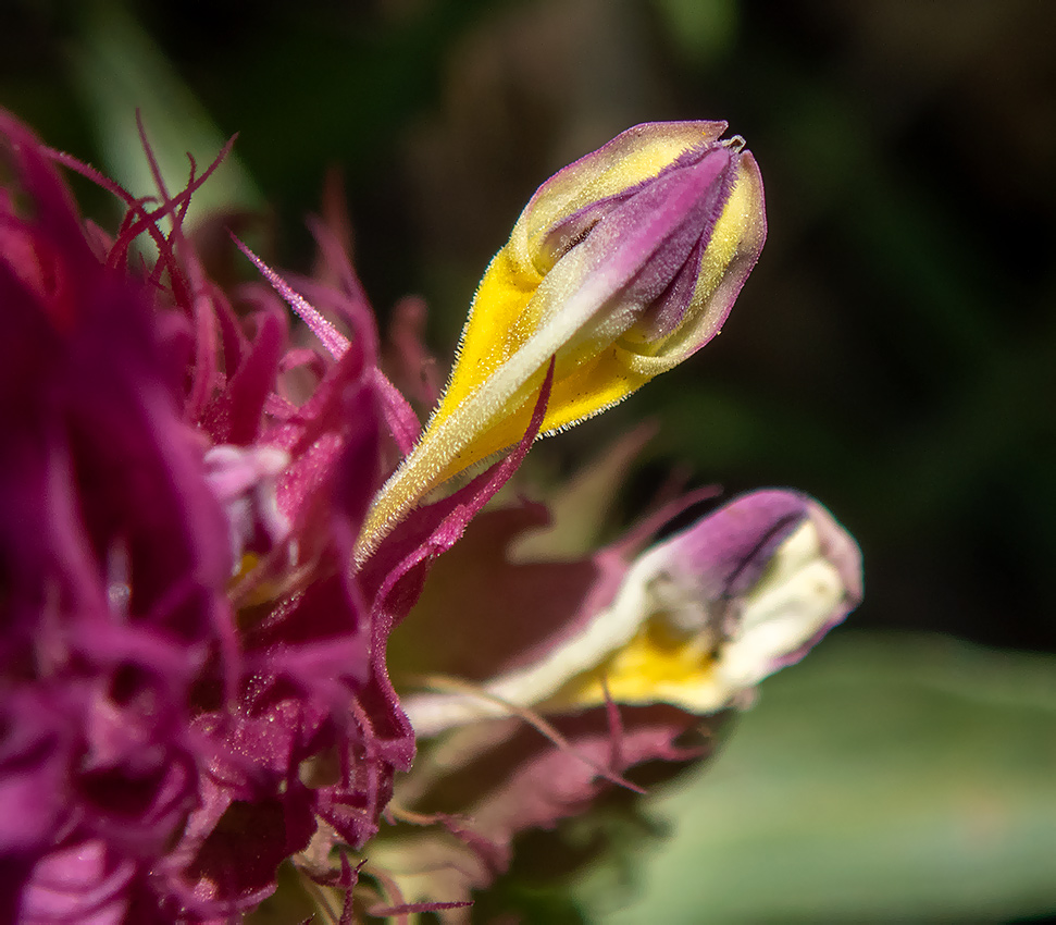 Image of Melampyrum arvense specimen.