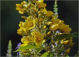 Lysimachia vulgaris