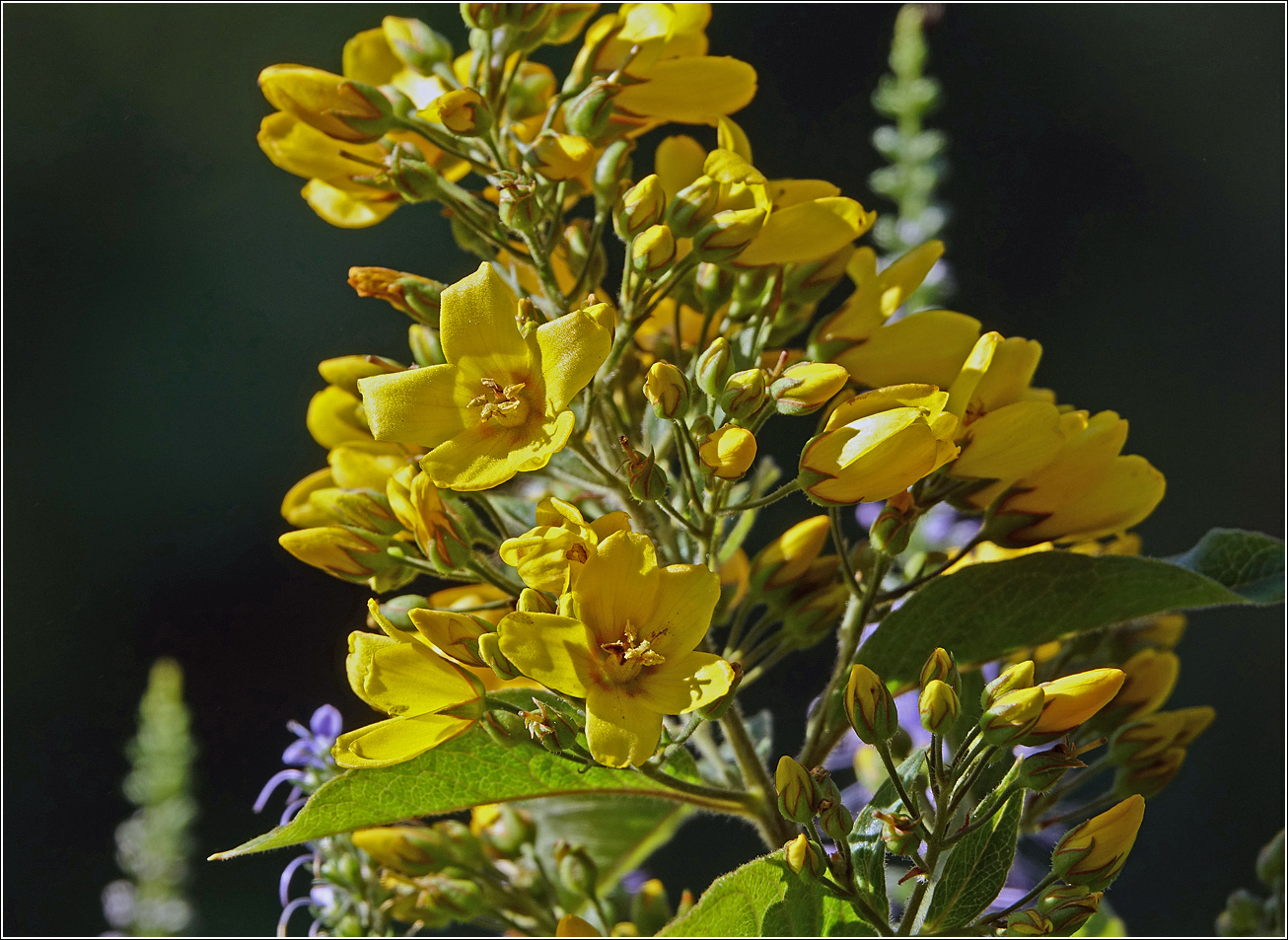 Изображение особи Lysimachia vulgaris.