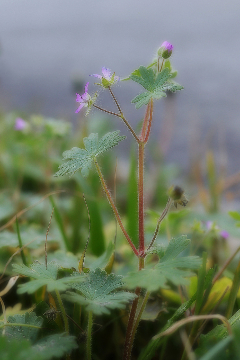 Изображение особи Geranium molle.