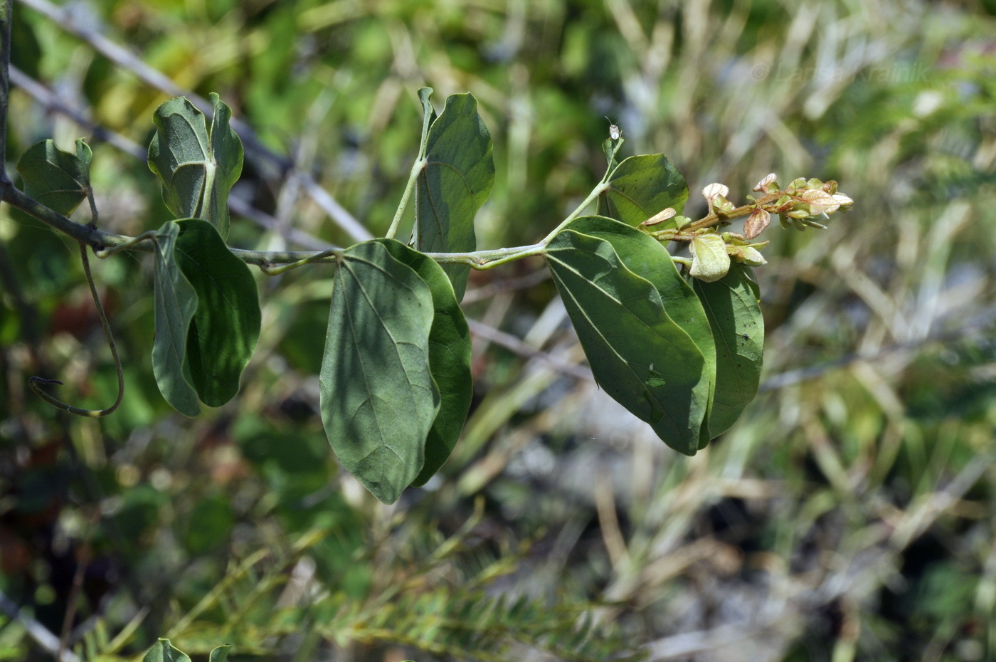 Image of Phanera bracteata specimen.