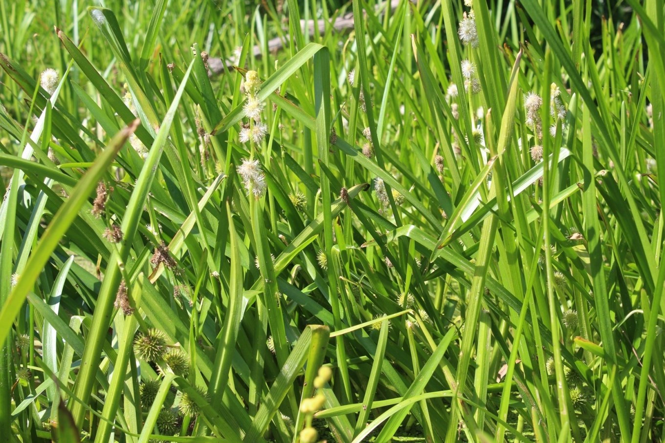 Image of Sparganium emersum specimen.