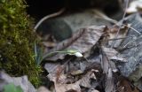 Galanthus alpinus