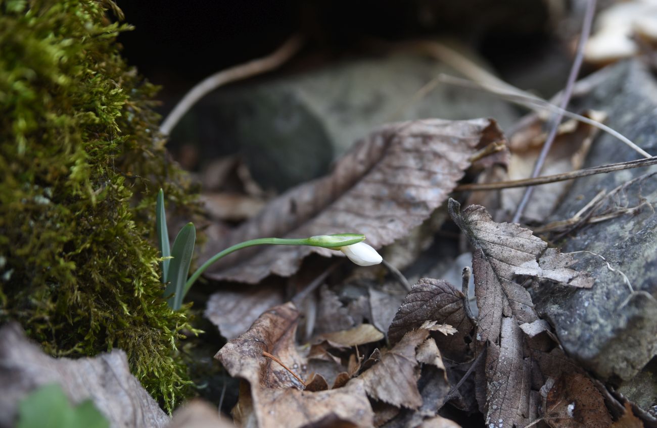 Image of genus Galanthus specimen.