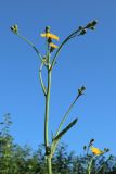 Sonchus arvensis. Верхушка расцветающего растения. Беларусь, Витебская обл., пос. Езерище, прошлогоднее кострище на малоиспользуемой грунтовой дороге. 13.07.2024.