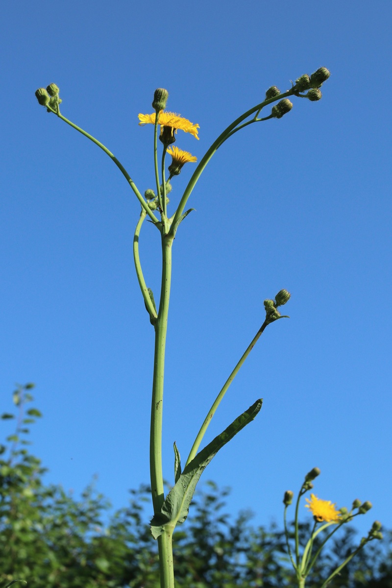 Image of Sonchus arvensis specimen.